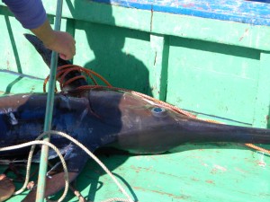 Feluche in armamento. A breve l'inizio della caccia al pesce spada 8 Immagine 066