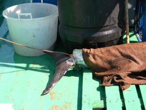 Feluche in armamento. A breve l'inizio della caccia al pesce spada 7 Immagine 069